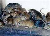 photos of Bed Bugs Yiddish