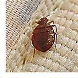 photos of Bed Bugs Eyes