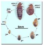 Bed Bugs Oregon images