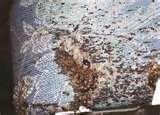 pictures of Bed Bugs Jump Do