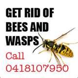 images of Bed Bugs Yiddish