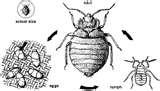 pictures of Bed Bugs Jump Do