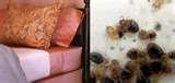images of Bed Bugs Oregon