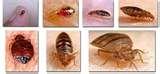 Bed Bugs Jump Do images
