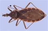 pictures of Bed Bugs Az
