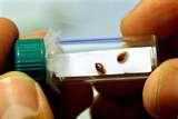 photos of Bed Bugs Jump Do