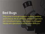 photos of Bed Bugs Nursery Rhyme