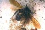 images of Bed Bugs Eat Dead Skin