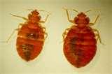 Bed Bugs Eat Dead Skin pictures