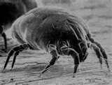 images of Bed Bugs Eat Dead Skin