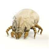 Bed Bugs Eat Dead Skin images