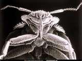 photos of Bed Bugs Down Comforter