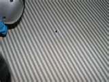 Bed Bugs Motels images