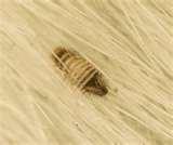 Bed Bugs Eat Dead Skin photos