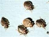 images of Bed Bugs Motels