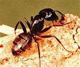 photos of Bed Bugs Eat Dead Skin