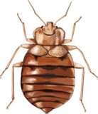 Bed Bugs Eat Dead Skin