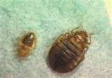 Bed Bugs Motels photos