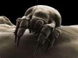 images of Bed Bugs Eat Dead Skin