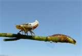 Bed Bugs Eat Dead Skin