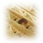 Bed Bugs Hilton images