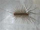 images of Bed Bugs Apartments