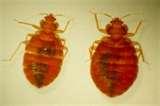 pictures of Bed Bugs Outbreak In Cincinnati pictures of Bed Bugs Outbreak In Cincinnati