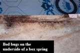 Bed Bugs Poison photos