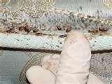 Bed Bugs Poison pictures