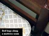 Bed Bugs Poison images