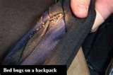 Bed Bugs Poison