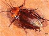 Bed Bugs Panama City Beach photos