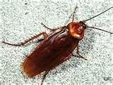 Bed Bugs Panama City Beach