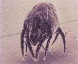 photos of Bed Bugs Ecosystem