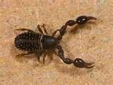 My Bed Bugs Dvd images