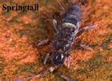 photos of Bed Bugs Ecosystem