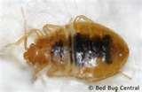 Bed Bugs Poison images