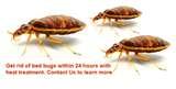 pictures of Bed Bugs Dayton Ohio