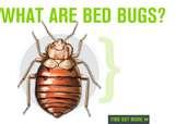 Bed Bugs Tenant Rights photos