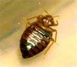 Bed Bugs 21st Century images Bed Bugs 21st Century images