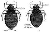 images of Bed Bugs Typhus images of Bed Bugs Typhus