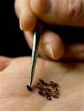 images of Bed Bugs Update images of Bed Bugs Update