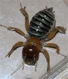 Bed Bugs 21st Century images Bed Bugs 21st Century images