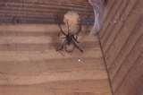 pictures of Are Bed Bugs Deadly