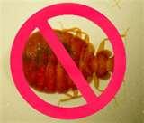 Bed Bugs Stories photos