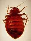 Bed Bugs Tenant Rights pictures