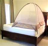 pictures of Bed Bugs 21st Century pictures of Bed Bugs 21st Century