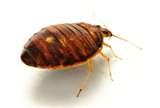 Bed Bugs Update Bed Bugs Update