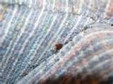 pictures of Bed Bugs 21st Century pictures of Bed Bugs 21st Century