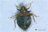 photos of Bed Bugs Update photos of Bed Bugs Update